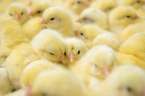 Baby chicks crowded together