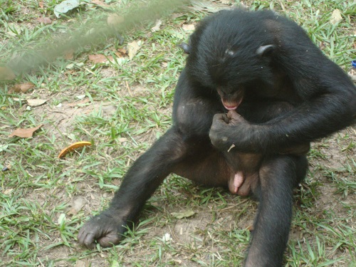 Our Endangered Great Ape Cousins, Section II - Chimpanzees and Bonobos: Ani...