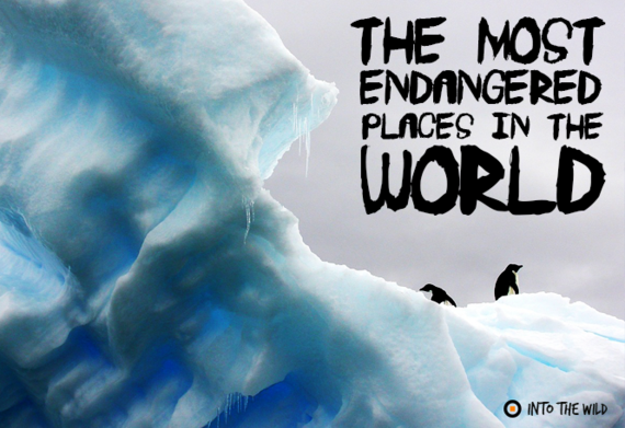 2015-12-08-1449594848-1013601-endangered.png