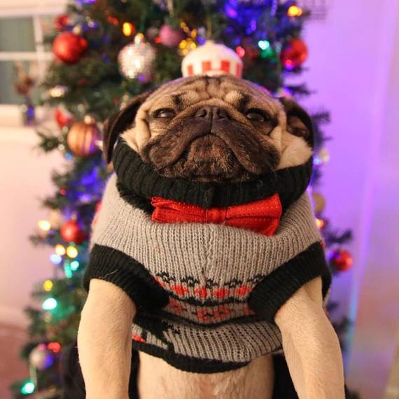 2015-12-13-1450048595-3202311-DougThePug.jpg