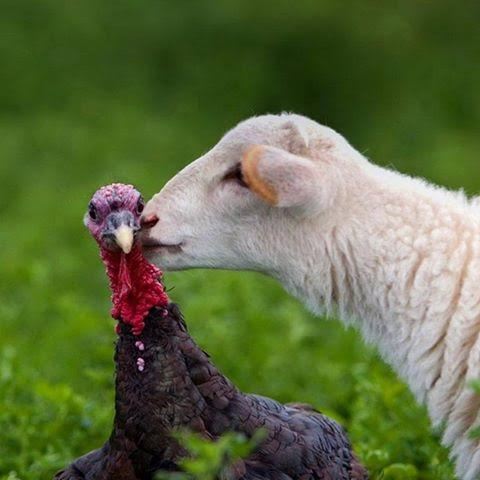 2015-12-14-1450065418-2035014-Turkeyandlamb.jpg