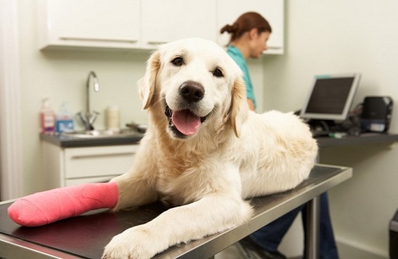 2015-12-22-1450755136-7212372-Injured_dog.jpg