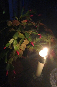 2015-12-23-1450830075-7590847-CandleChristmasCactus.jpg