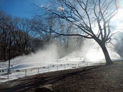 2015-12-24-1450938335-9200518-Photo.new_york_city_central_park_trees_230740copy.jpg