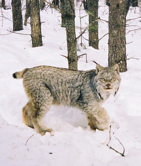 2015-12-27-1451249645-7809130-Lynx_timothy_catton_USDA.jpg