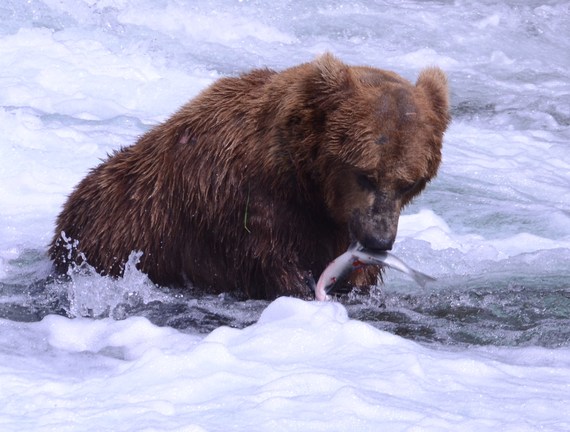 2015-12-27-1451250608-7123548-TCW_Eisenberg_Katmai_Grizzly.jpg