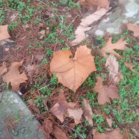 2015-12-28-1451278363-8363601-Leaf.heart.jpg