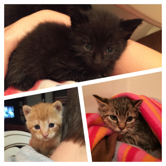 2015-12-30-1451489328-1264782-Kittens.png