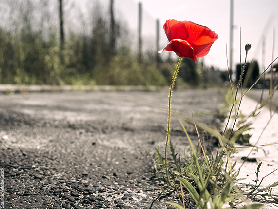 flower growing out of concrete