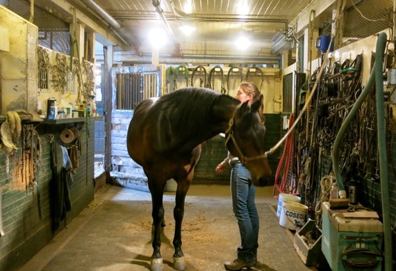 2016-01-14-1452795755-5070149-MorganHorseFarmMiddleburyVT.jpg