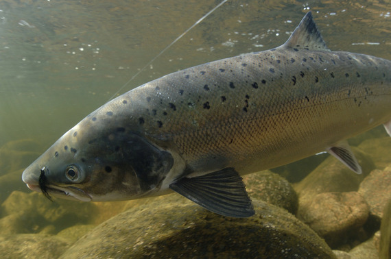2016-01-14-1452803073-8437958-Underwaterandcloseupofanatlanticsalmoncaughtonafly102009990466_1500.jpg