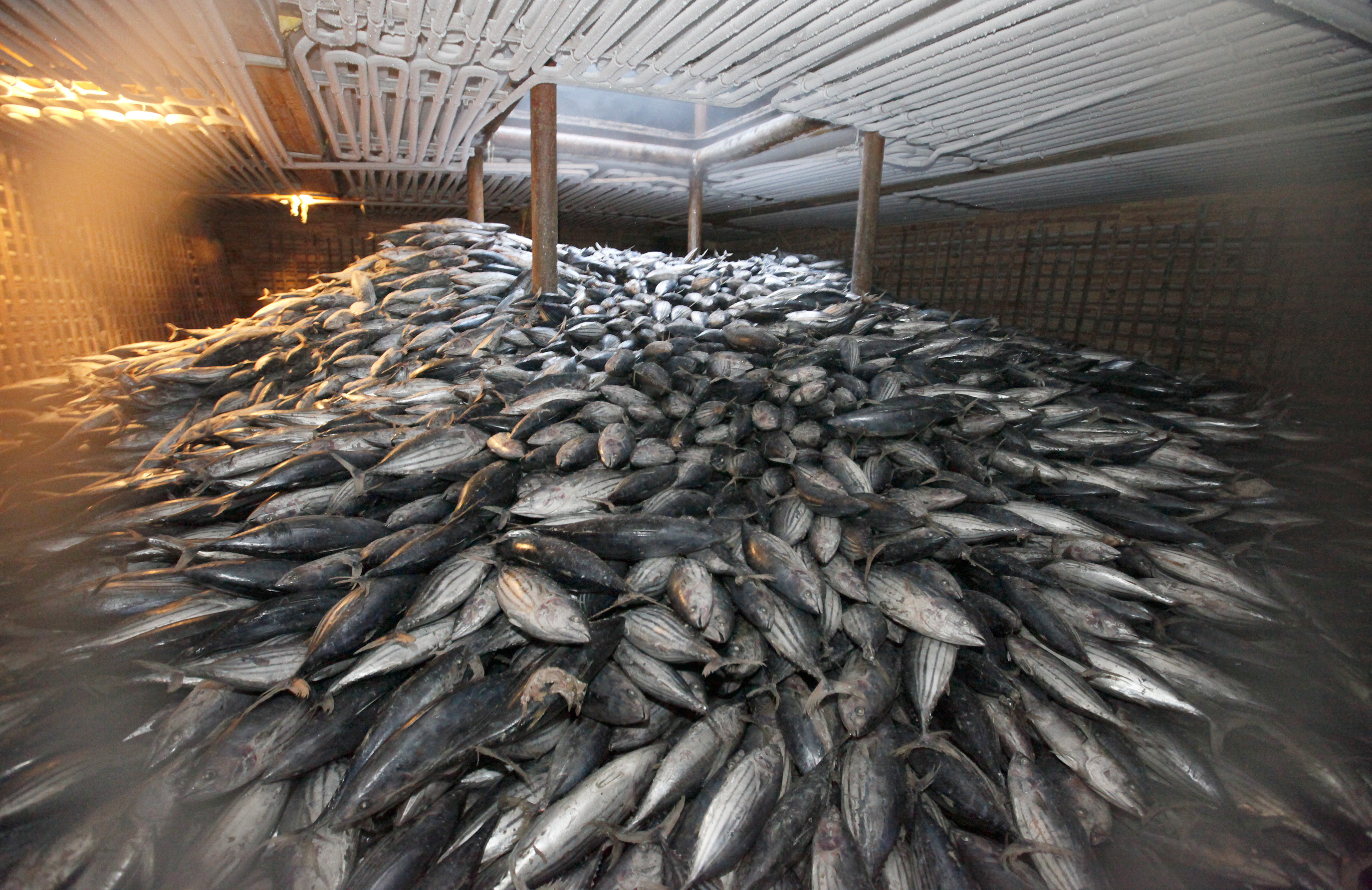 Помогите гоби и южную добыть рыбу. Много рыбы. Рыболовство. Промышленная добыча рыбы. Промышленный вылов рыбы.