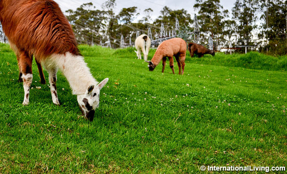 2016-01-21-1453405420-7891556-LlamasinParqueMetropolitanoQuito.jpg