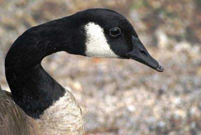 Questions I m Most Often Asked About Geese HuffPost Impact