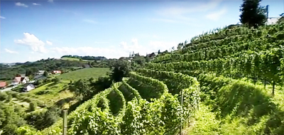 2016-01-27-1453855348-9808119-Vignes2.jpg