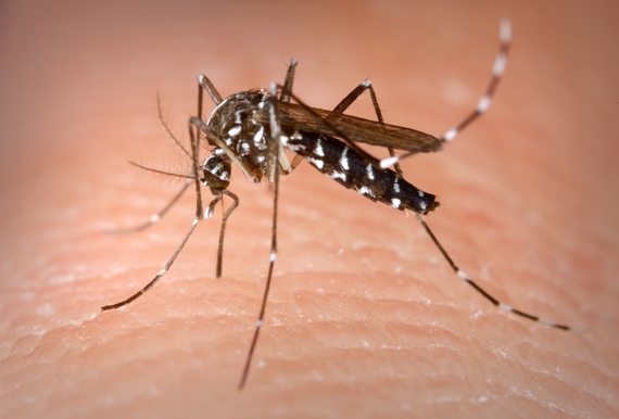 2016-01-27-1453908374-6726871-Aedes.jpg