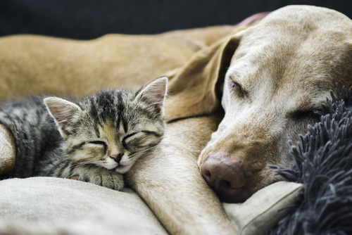 Illinois Among Top 5 Best States For Animal Protection Laws Huffpost