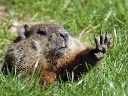 2016-02-01-1454298547-7949354-groundhog.jpg