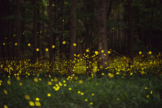 2016-02-01-1454365448-3658943-fireflies.jpg