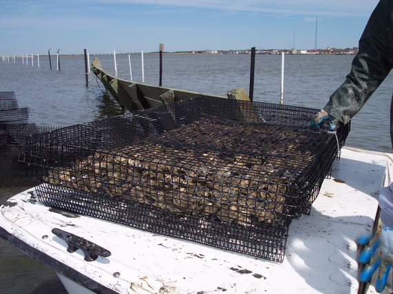 2016-02-02-1454429725-7935347-KHudson_oystercageonboat.jpg