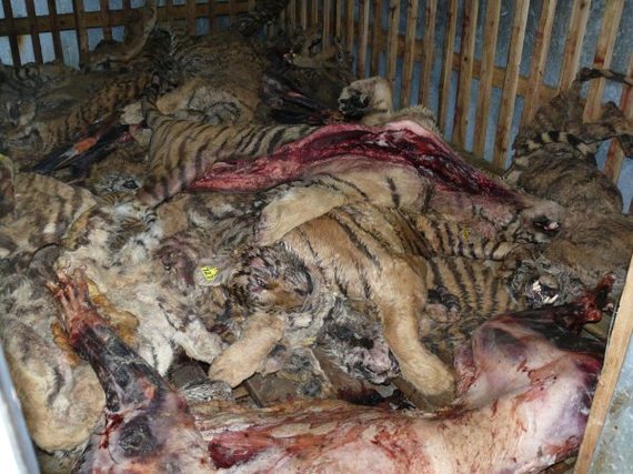 2016-02-05-1454631411-3978542-tigerfarm_BelindaWright_WildlifeProtectionSocietyofIndia.jpg