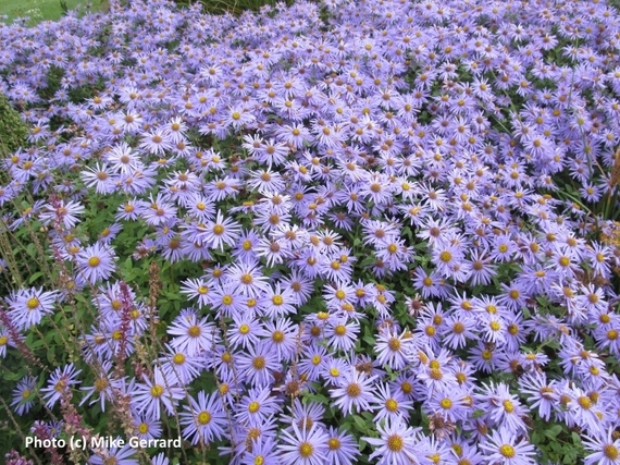 2016-02-12-1455280983-1903165-Harrogate_Harlow_Carr_Gardens_2.jpg
