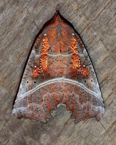 2016-02-17-1455717775-8394048-Scoliopteryx_libatrix__Herald_Moth_13907969163.jpg