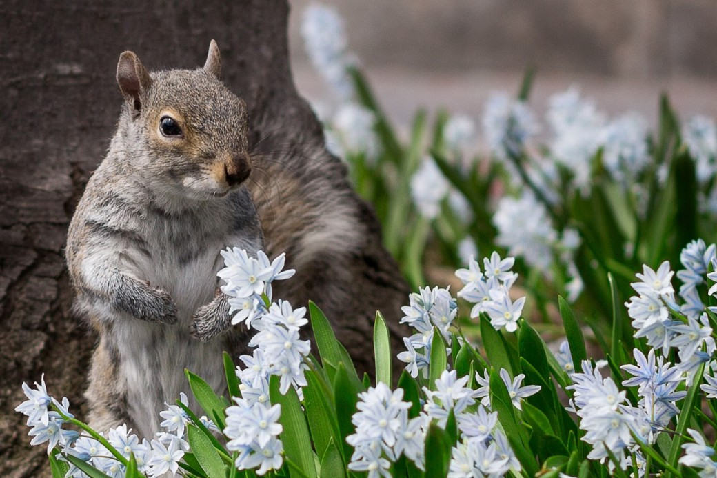 2016-02-17-1455728692-7498166-squirrel.png