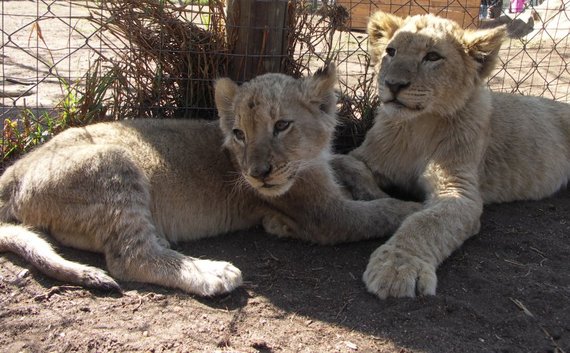 2016-02-19-1455861298-7419102-South_AfricaJohannesburgLion_Park01.jpg