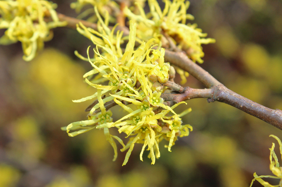 2016-02-19-1455890294-3147303-WitchHazel_Image.jpg