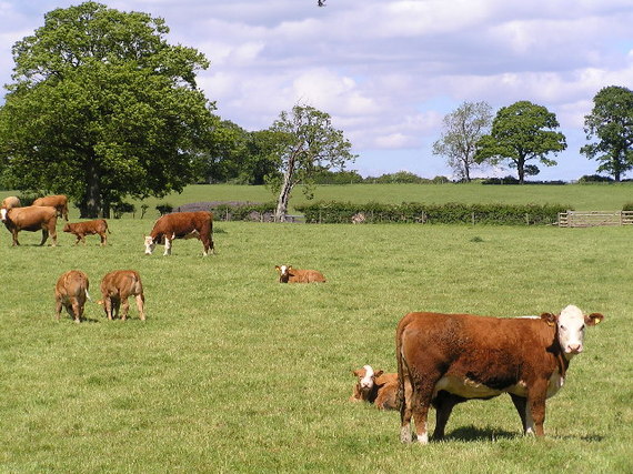 2016-02-21-1456067029-2030498-Cattle_grazing_next_to_Bow_Wood__geograph.org.uk__12521.jpg