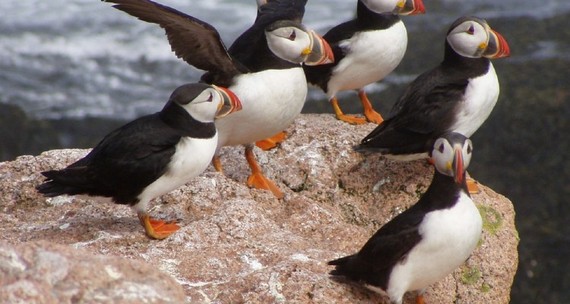 2016-02-24-1456302556-3280603-atlanticpuffins946570_1280750x400.jpg