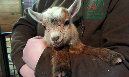 2016-02-25-1456393891-4566589-goat2.jpeg
