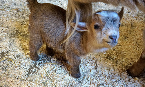 2016-02-25-1456393952-349799-goat3.jpeg