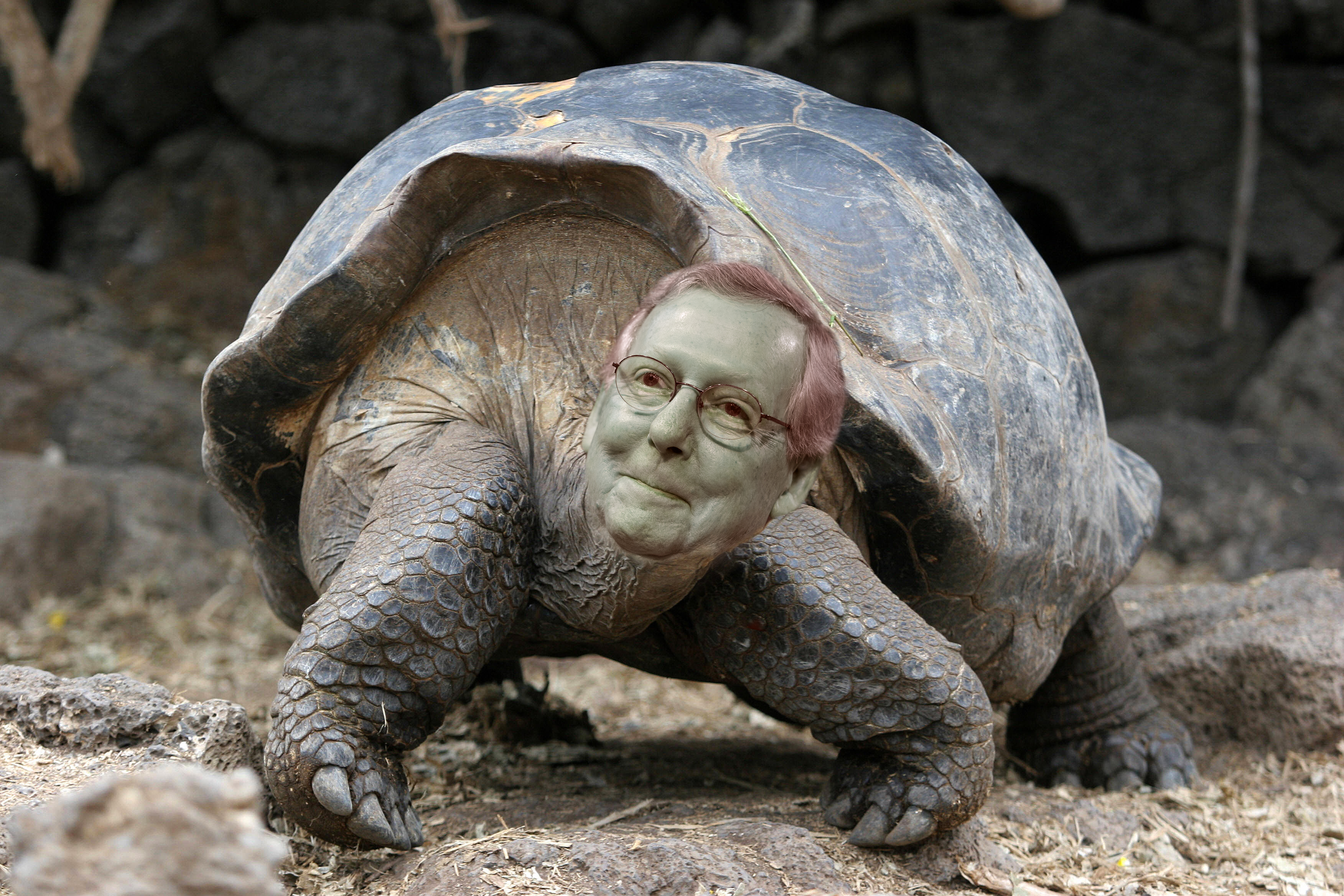 2016-02-25-1456428227-5965864-MitchMcConnellTurtle.jpg