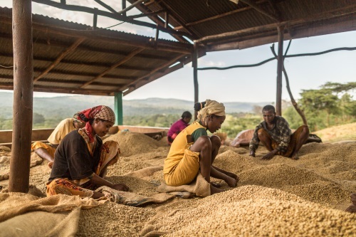 2016-02-26-1456509887-2681967-AFairtrade_2016_Ethiopia0779500px.jpg