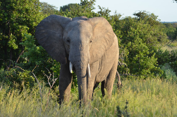 2016-03-03-1457021920-2321509-CristianSamper_7836_AfricanElephantRuahaNationalPark_TZA_031714_hr.jpg