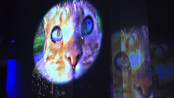 2016-03-04-1457087578-788251-pipilottirist022516cat.jpg