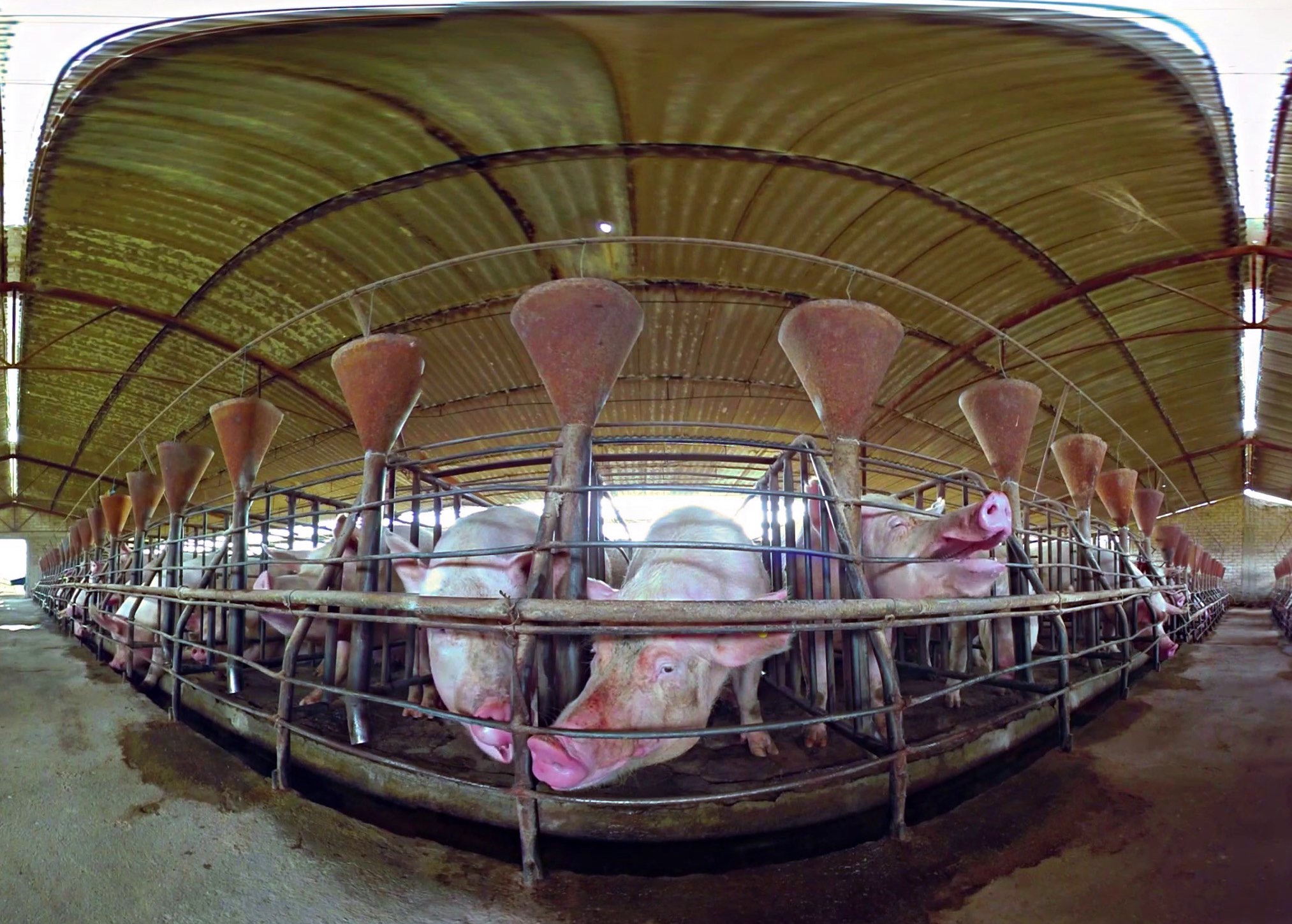 iAnimal: Virtual Immersion Into the Reality of Factory Farming