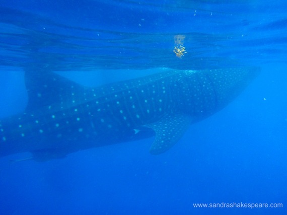 2016-03-07-1457347447-1320681-HolboxIslandWhaleSharkSwimmingC.jpg