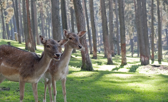 2016-03-08-1457396225-9834272-DeerinthewoodsAndreasUnsplash.jpeg