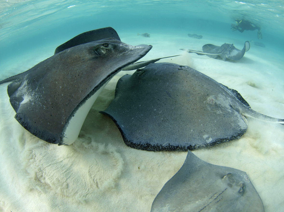 2016-03-09-1457525543-84493-Stingrays.jpg