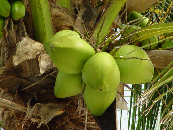 2016-03-10-1457636591-9827957-coconuts.jpg