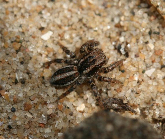 2016-03-10-1457642029-2129633-PhlegrafasciatacChrisBentleySussexWildlifeTrust.jpg