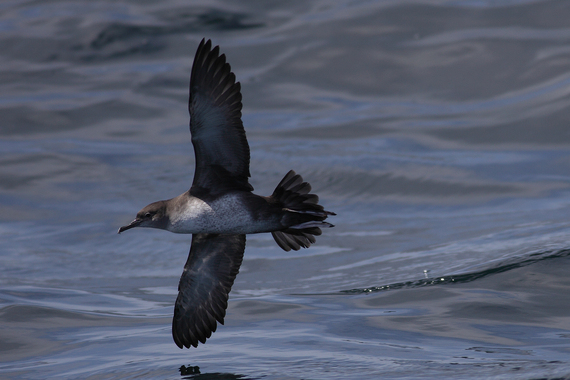 2016-03-10-1457643044-1895710-BalearicShearwatercJoePenderBTO2.jpg