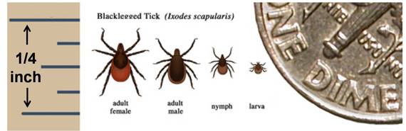 2016-03-11-1457699876-506783-Deer_tick_Ixodes_scapularis.jpg