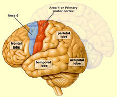 2016-03-14-1457957397-6875718-primarymotorcortex.jpg