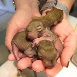 Orphaned baby squirrels in care at WildCare. Photo by Alison Hermance