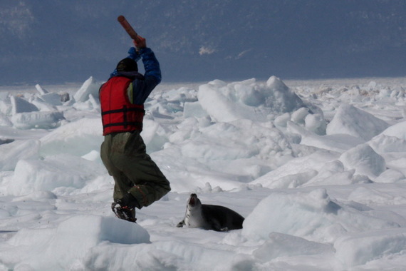 2016-03-16-1458141046-9541656-09SEALHUNT17_209763.JPG