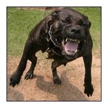 2016-03-16-1458151665-5249022-Aggressive_dog_for_newsletter_phixr.jpg